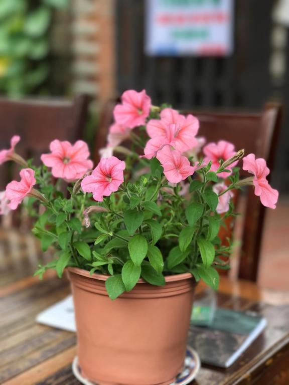 Thao Nguyen Phat Homestay Hội An Extérieur photo